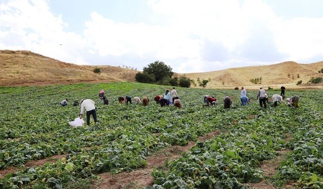 Başkentin coğrafi işaretli lezzetinde hasat zamanı geldi: İlçenin en önemli gelir kaynağı!