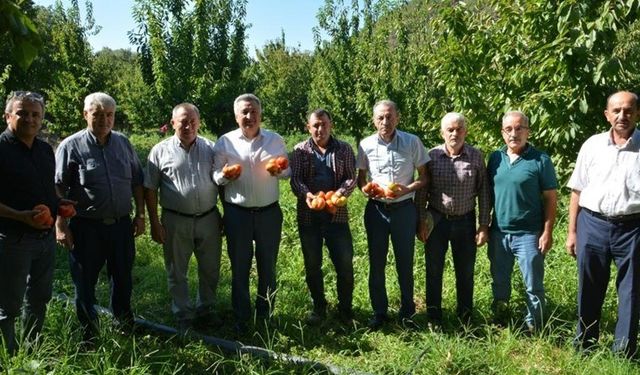 Nazilli'de geççi domates hasadı başladı: 275 dekar alanda ekildi