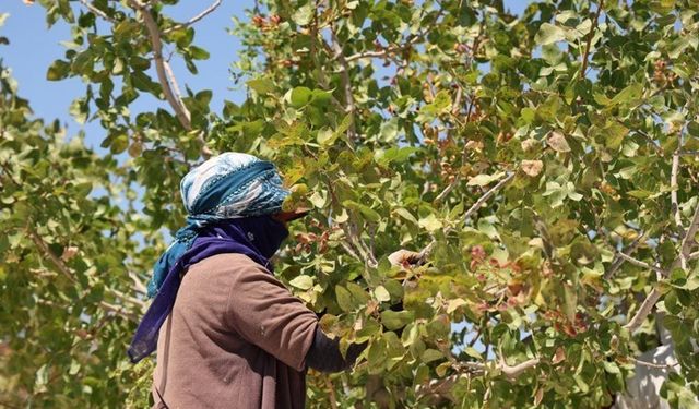 Diyarbakır'da hasat başladı: Ağaç başına 10 kilo