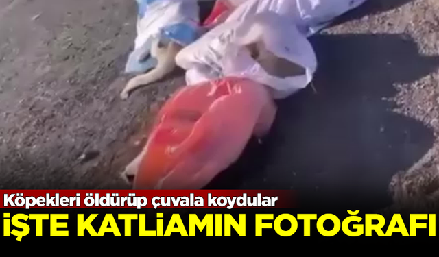 Katliam Yasası sonrası cinayetler başladı! Çuval içinde köpek cesetleri bulundu