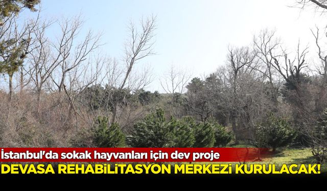 İstanbul'da sokak hayvanları için dev proje...