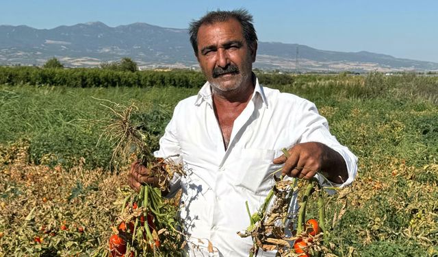 Salçalık domates fiyatlarına tepki gösteren Manisalı çiftçi, domatesi tarlada bıraktı