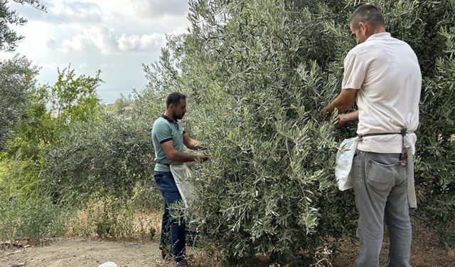 100 yıllık ağaçlarda hasat başladı: 70 TL'den alıcı buluyor...