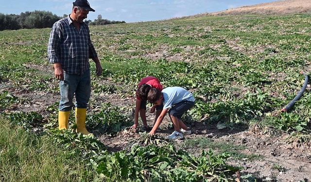 Yozgat'ta şeker pancarını vuran hastalık üretimi tehdit ediyor