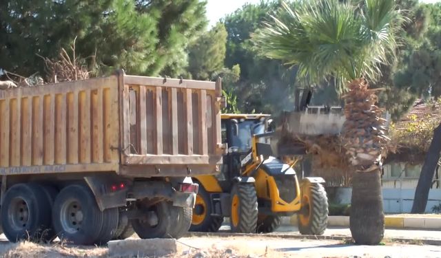 Balıkesir'de çevrecilerden yol yapım çalışmaları sırasında ağaçların kesilmesine tepki