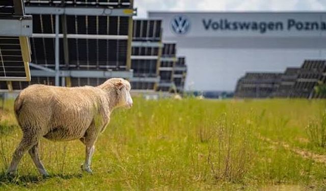 Volkswagen’den sıra dışı yöntem! Güneş panellerinin altında 100 koyun göreve başladı