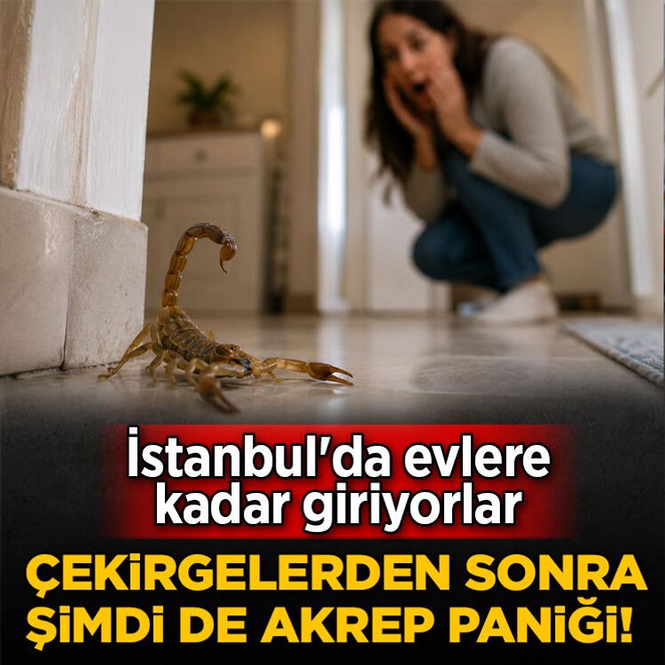 İstanbul’da akrep alarmı! Üsküdar ve Kağıthane’de peş peşe görüldü