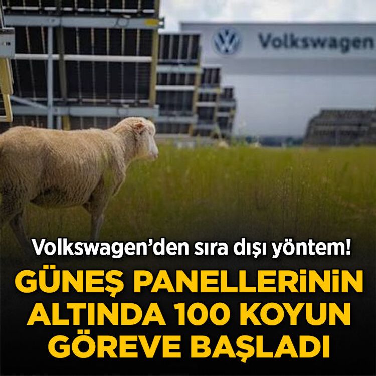 Volkswagen’den sıra dışı yöntem! Güneş panellerinin altında 100 koyun göreve başladı