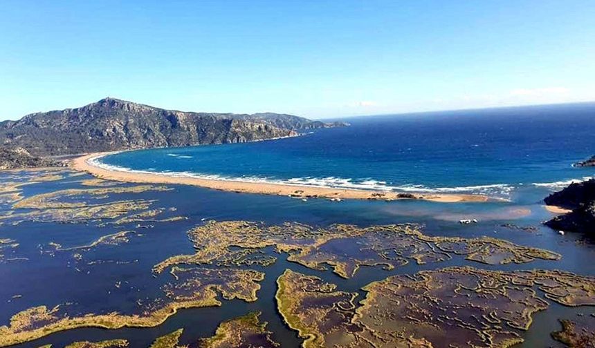 Deniz Kaplumbağaları Koruma ve İzleme Projesi raporunda 'sazlık kaybı' uyarısı