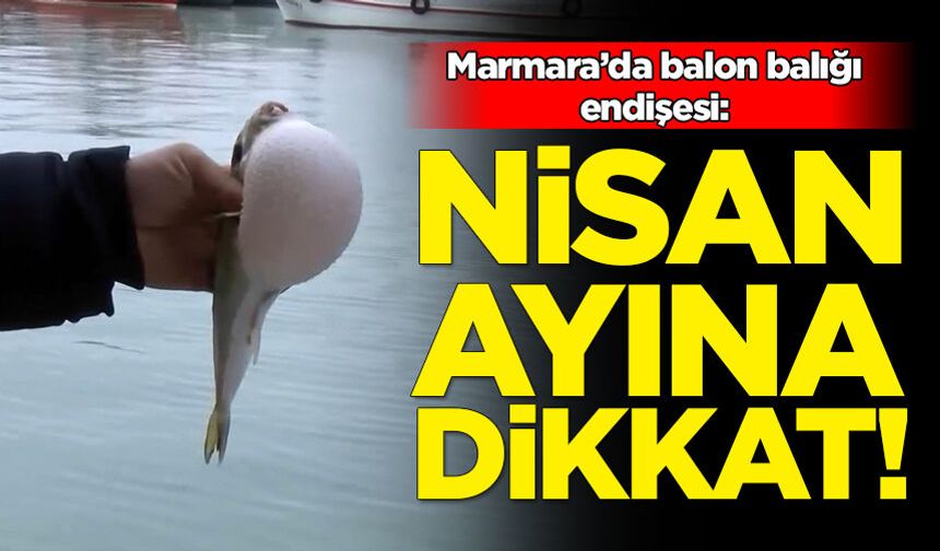 Balon balıkları için Nisan ayı uyarısı