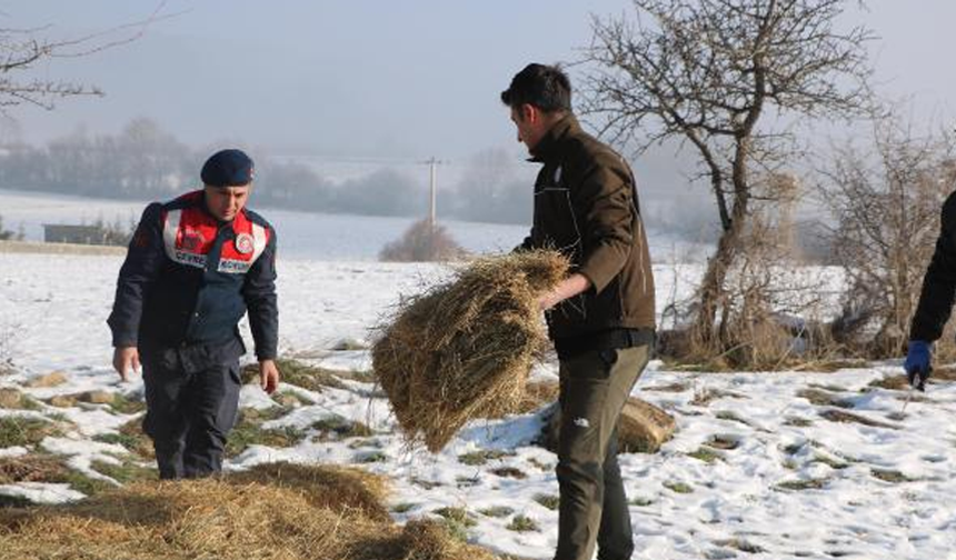 Karla kaplı yaylaya yılkı atları için yem bıraktılar
