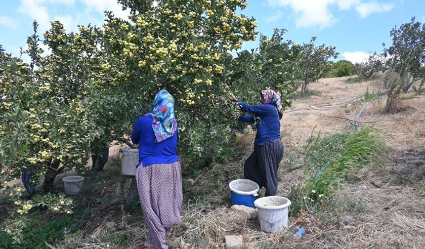 Belen'de ilk hasadı yapıldı! Kilosu 200 liradan alıcı buluyor...